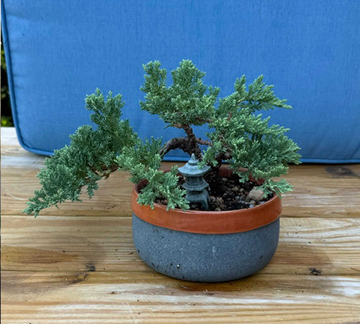 bonsai aprikose Japanese Apricot Bonsai Tree  Bella Bonsai Nursery