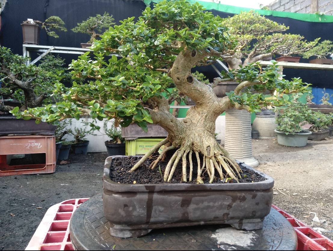 bonsai at home Chinese Banyan Bonsai Tree for Home and Office